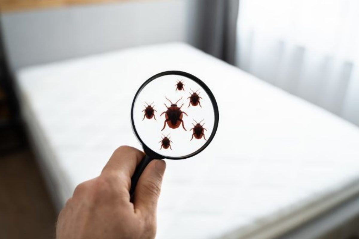 Do Mattress Protectors Prevent Bed Bugs?